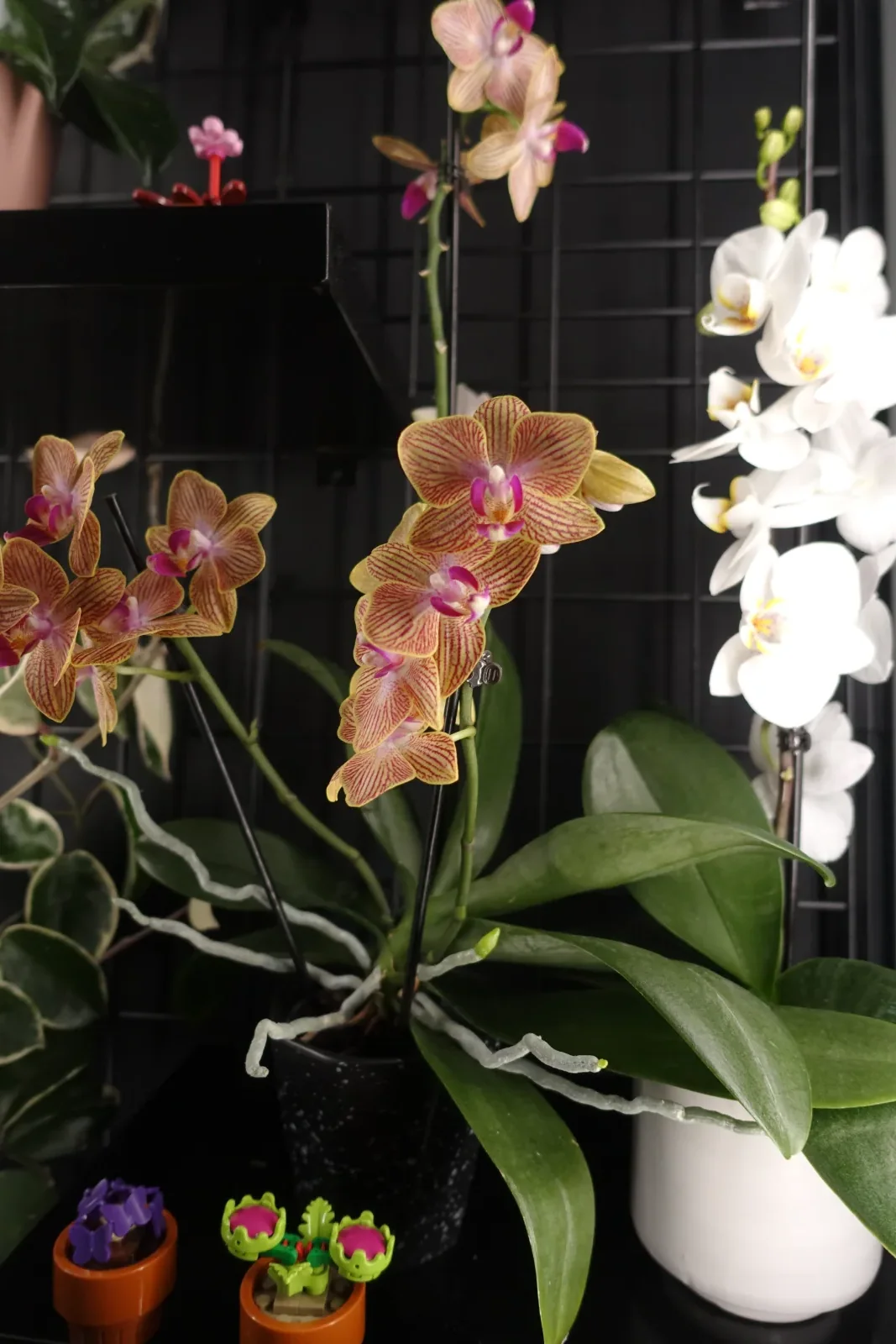 orchids are amazing